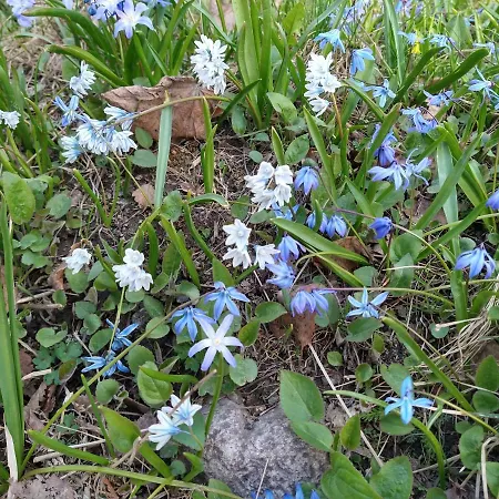 Viinikan Taehti Lemmikkiystaevaellinen Kwatera prywatna