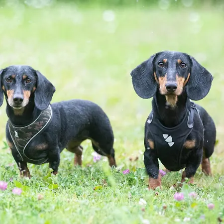 Viinikan Taehti Lemmikkiystaevaellinen Kwatera prywatna Tampere