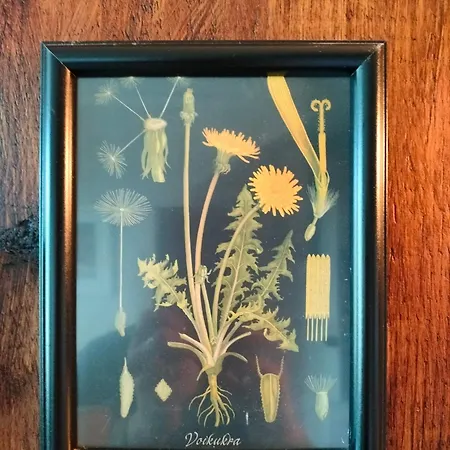 Viinikan Taehti Lemmikkiystaevaellinen Kwatera prywatna