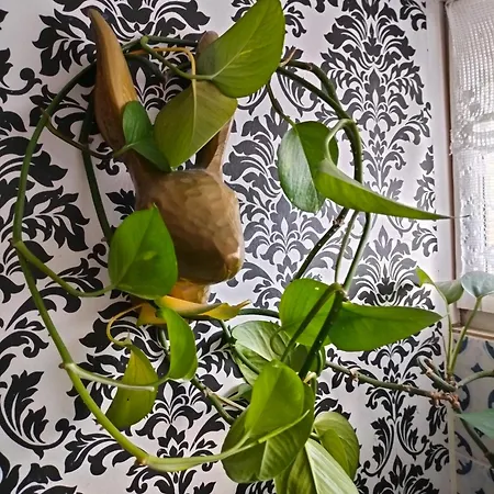 Viinikan Taehti Lemmikkiystaevaellinen Kotimajoitus Tampere