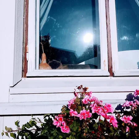 Viinikan Taehti Lemmikkiystaevaellinen Tampere