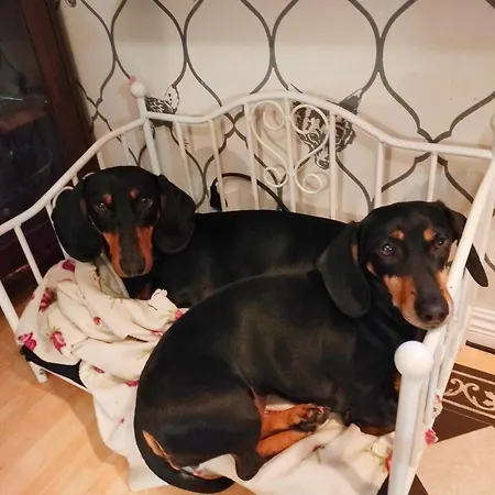 Viinikan Taehti Lemmikkiystaevaellinen Kwatera prywatna *