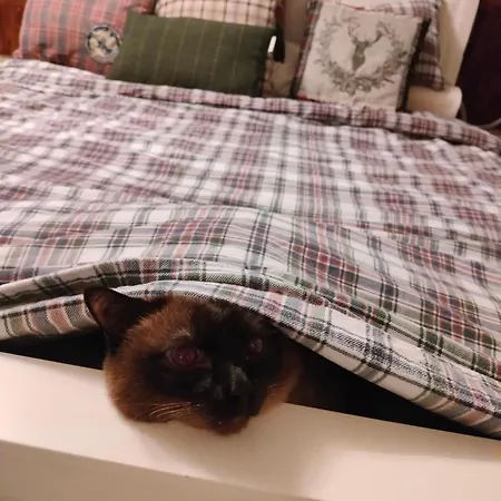 Viinikan Taehti Lemmikkiystaevaellinen *