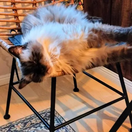 Habitación en casa particular Viinikan Taehti Lemmikkiystaevaellinen