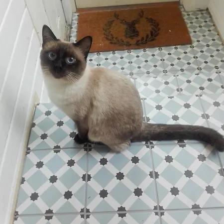 Kwatera prywatna Viinikan Taehti Lemmikkiystaevaellinen *